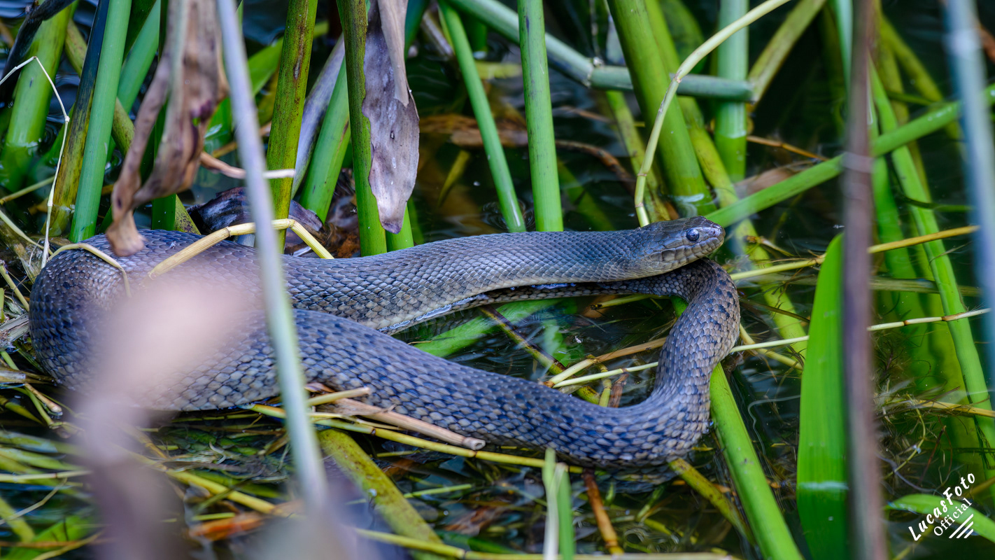 Florida Green Watersnake