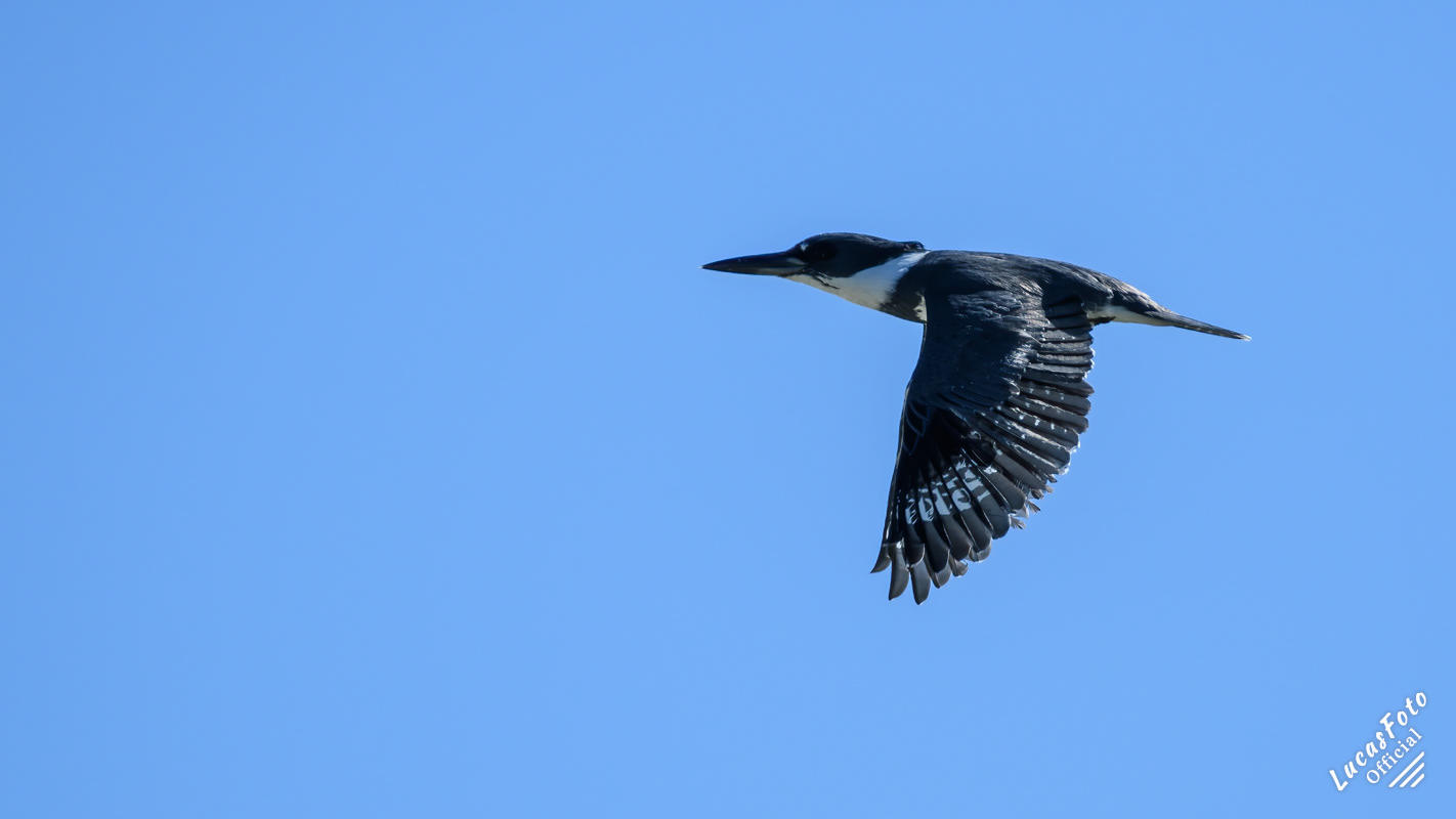 Belted Kingfisher