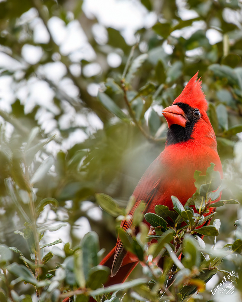Northern Cardinal