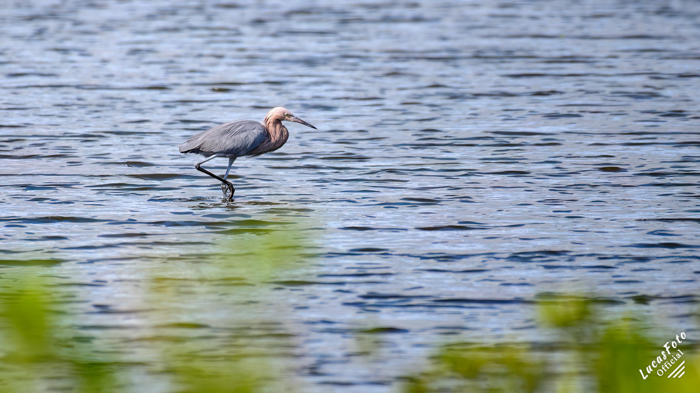 Reddish Egret