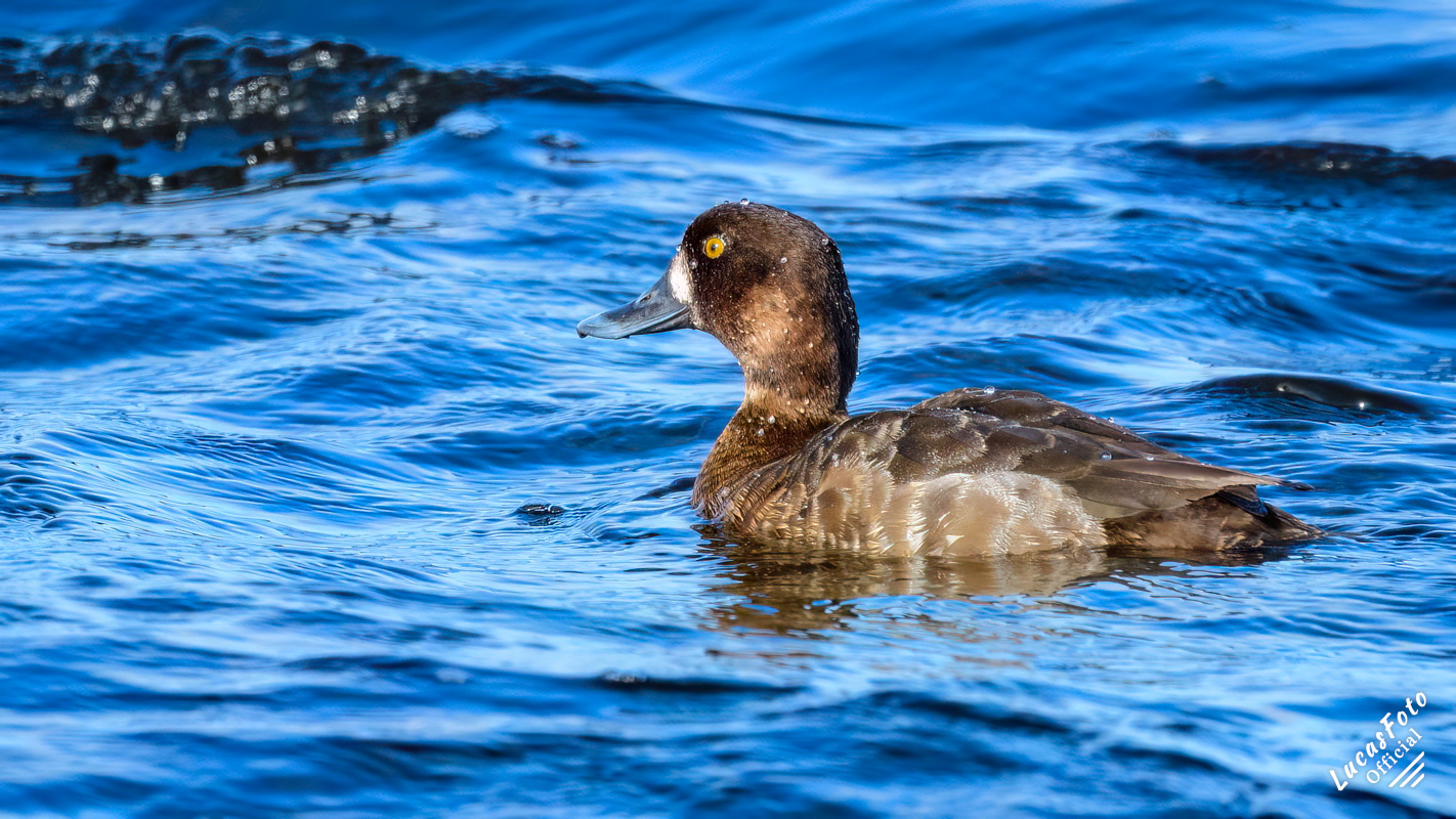 Lesser Scaup