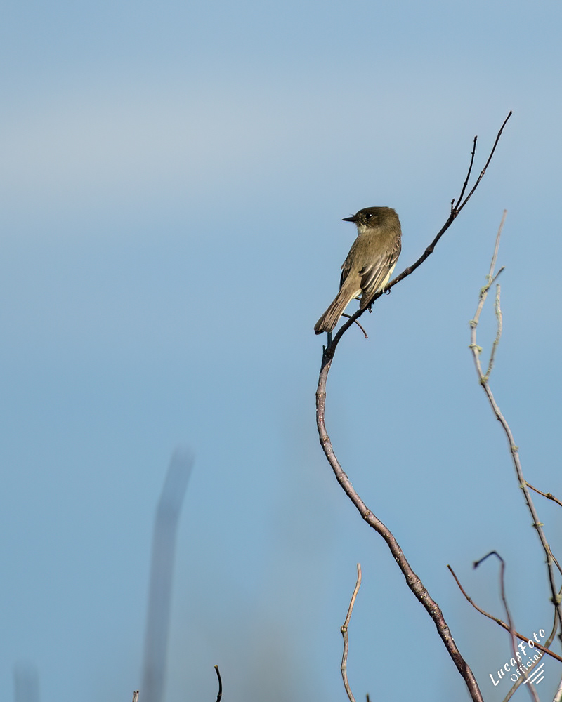 Eastern Phoebe