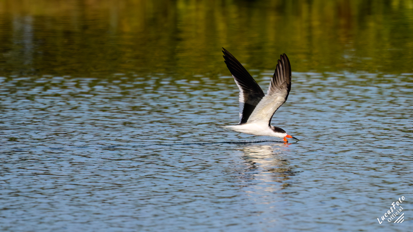 Black Skimmer