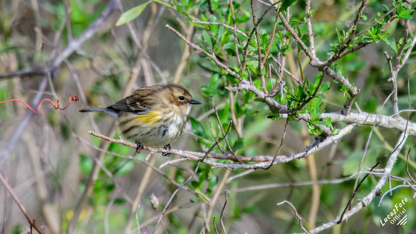 Yellow-rumped Warbler