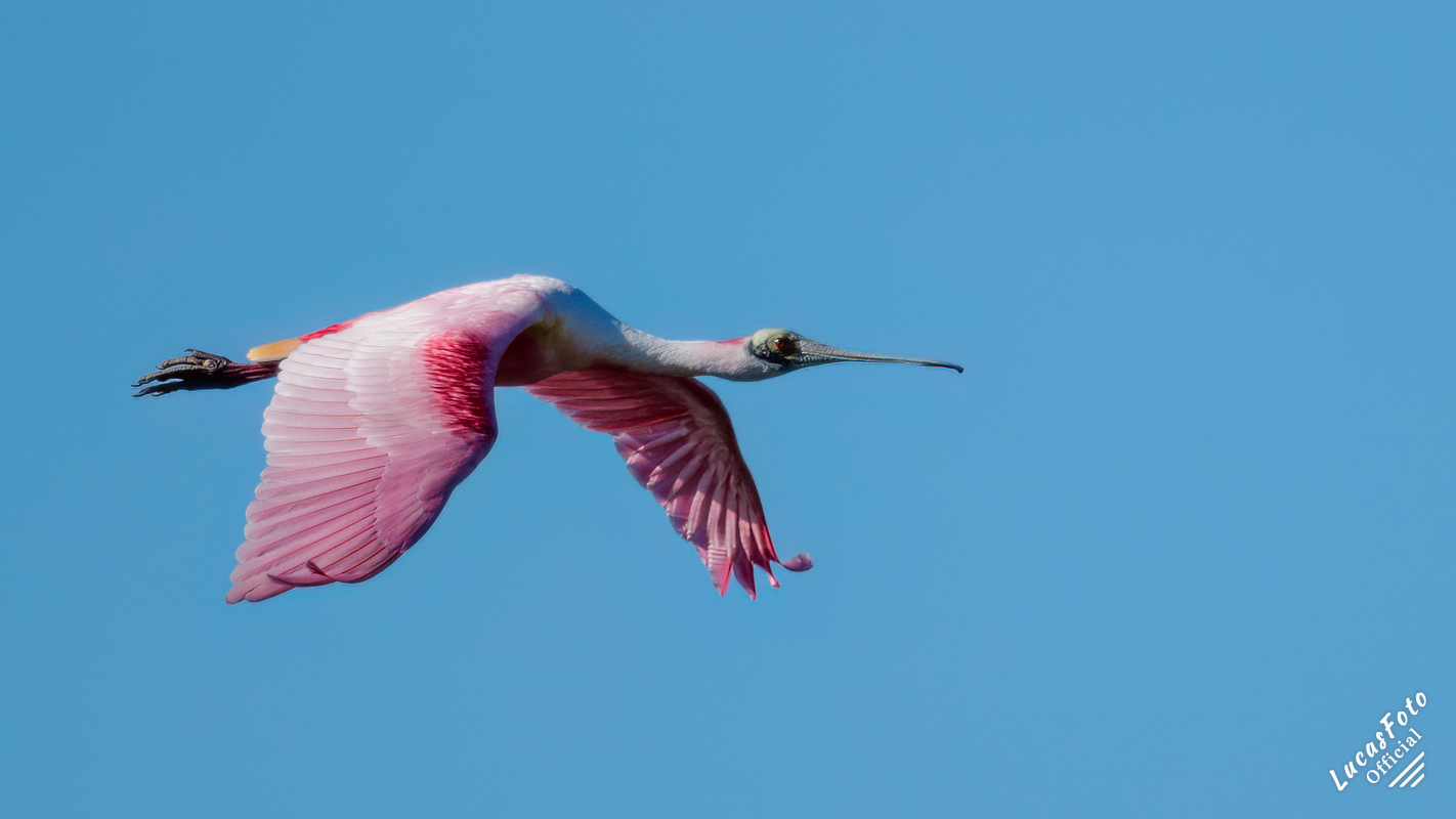Roseate Spoonbill