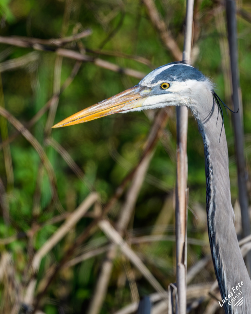 Great Blue Heron