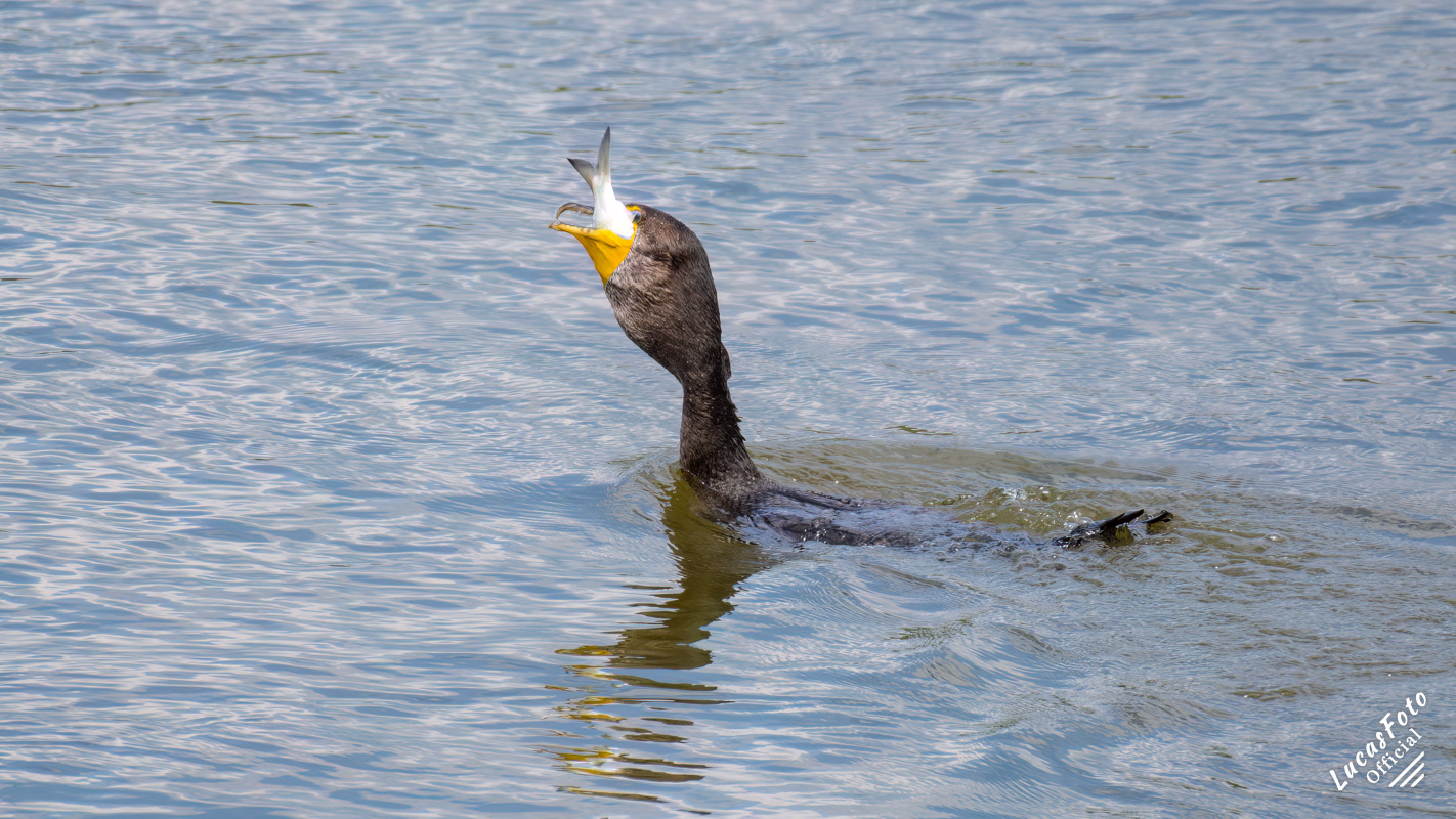 Double-crested Cormorant