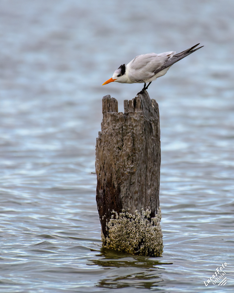 Royal Tern