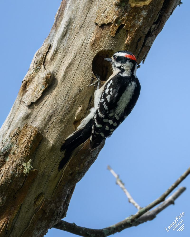 Downy Woodpecker