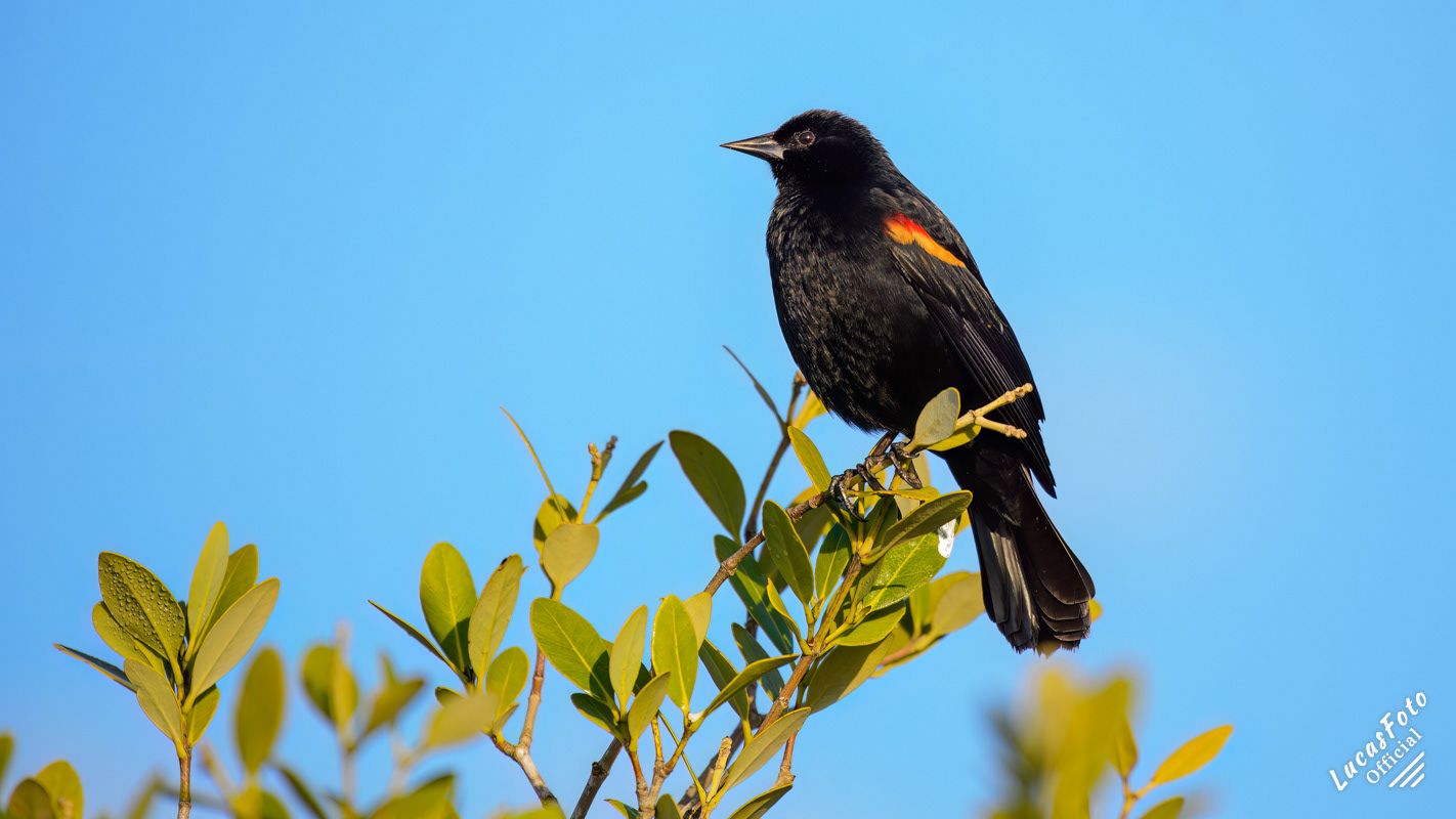 Red-winged Blackbird