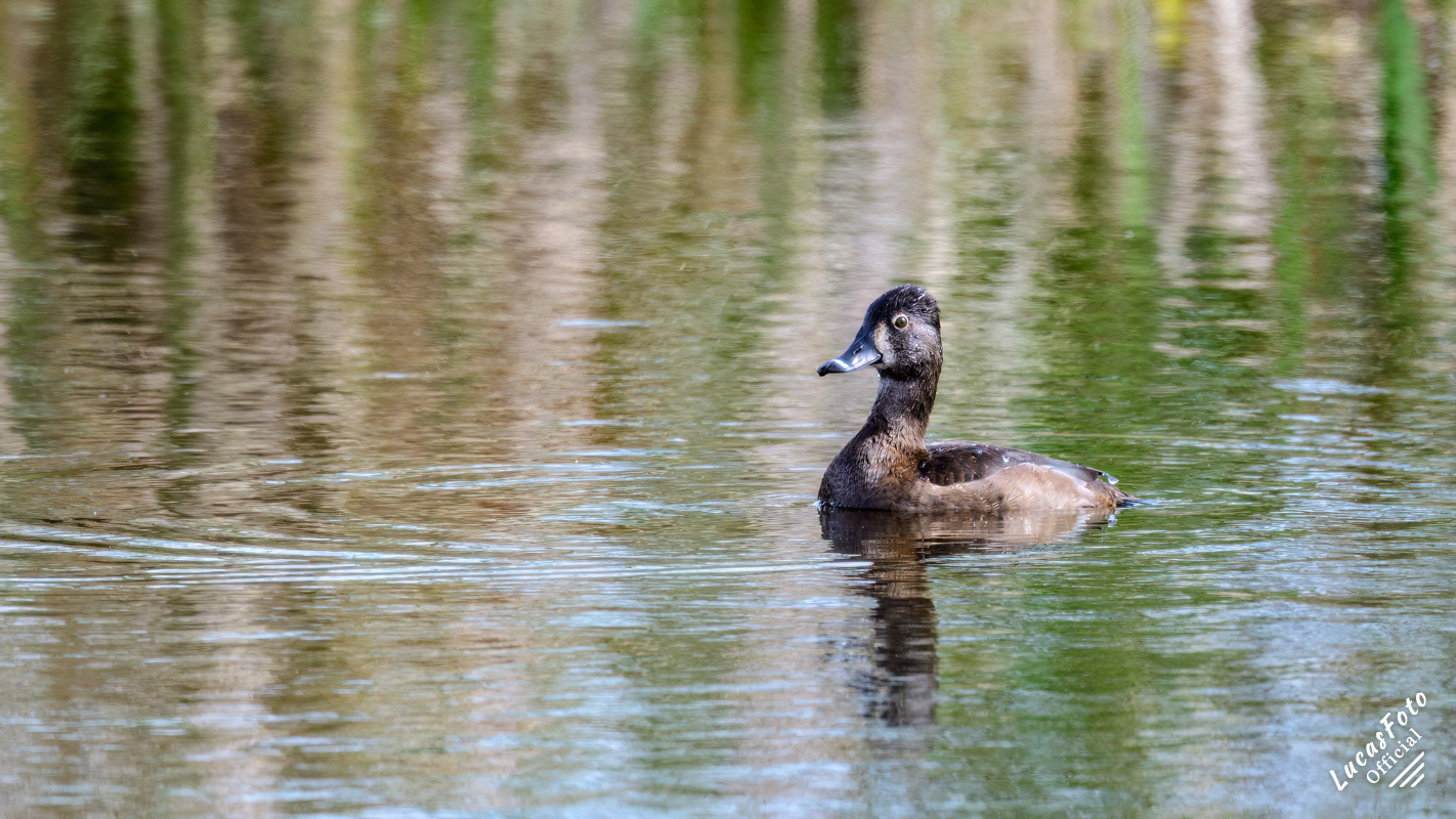 Ring-necked Duck