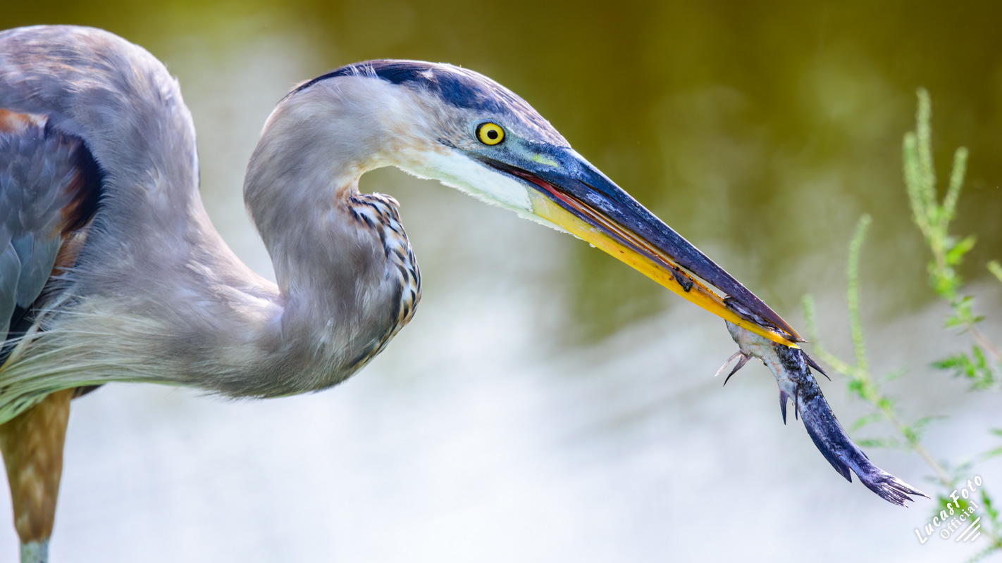 Great Blue Heron