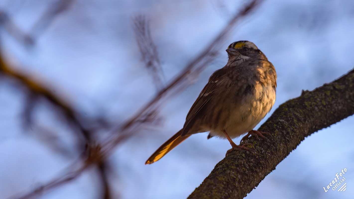 White-throated Sparrow