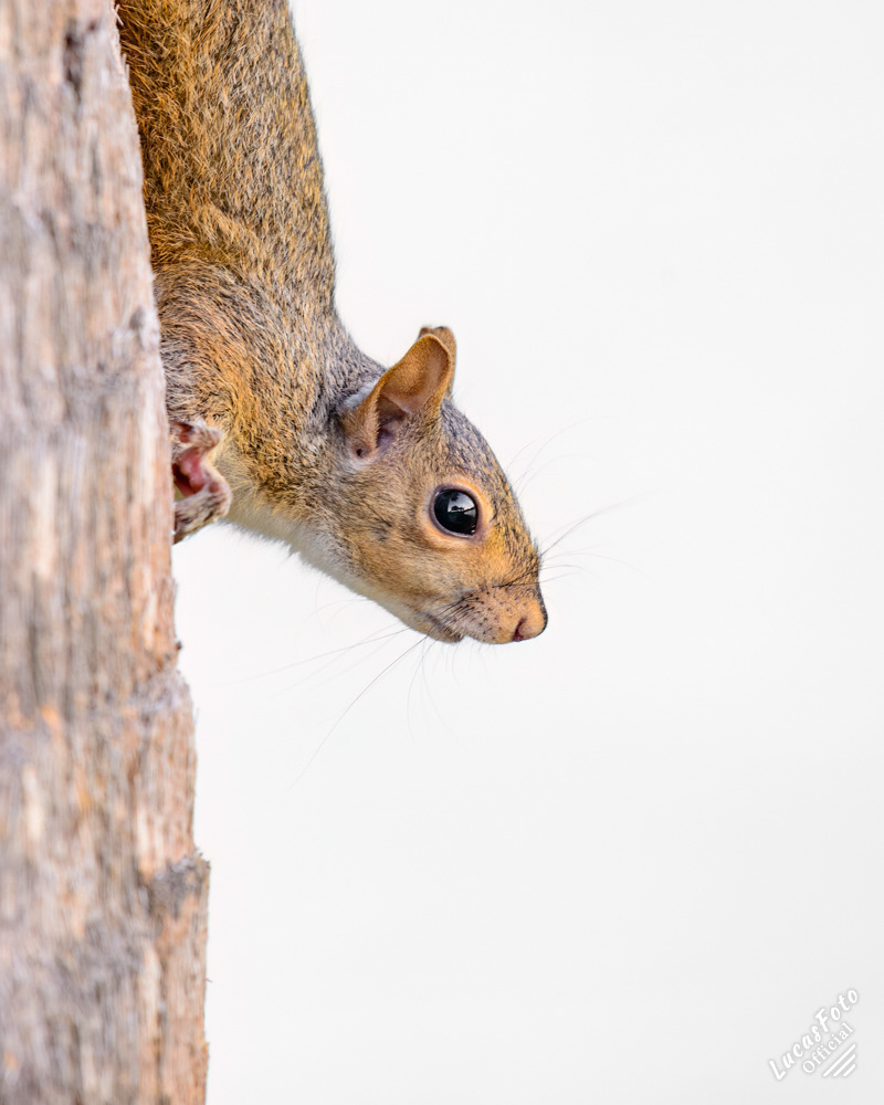 Gray Squirrel