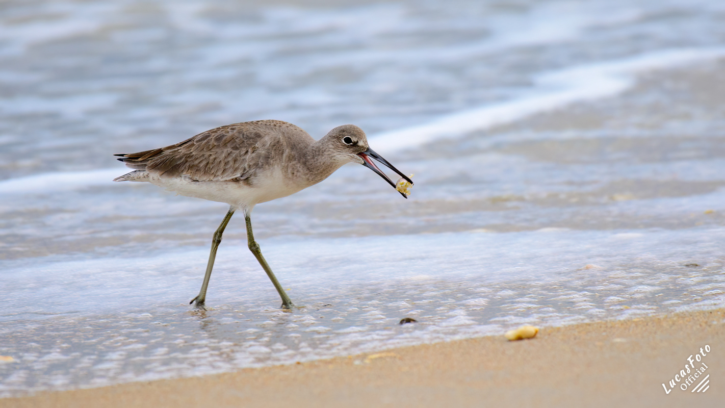 Willet