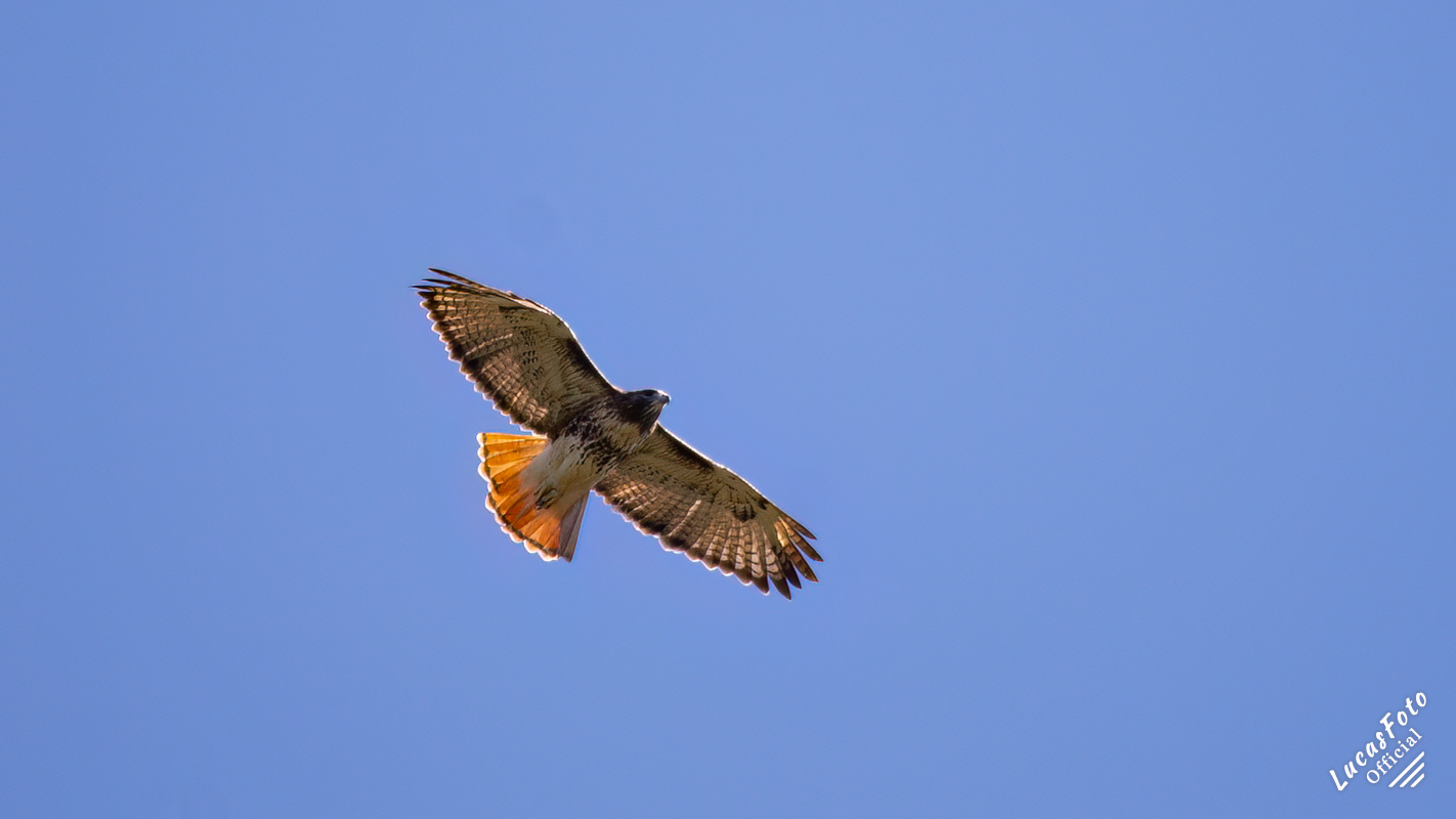 Red-tailed Hawk
