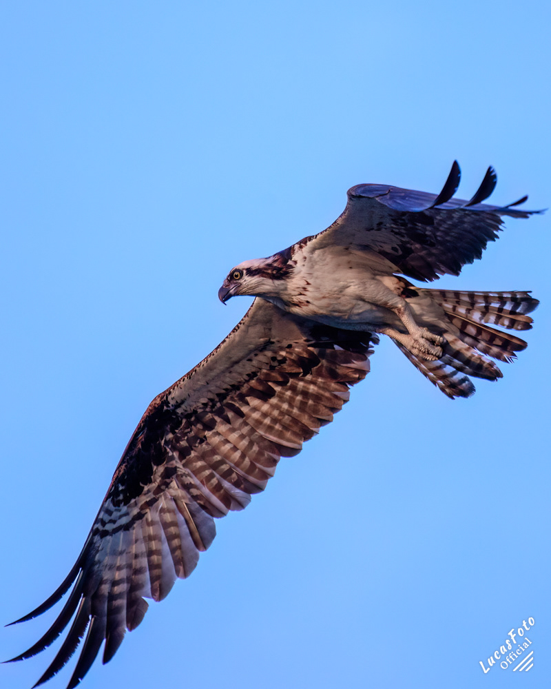Osprey