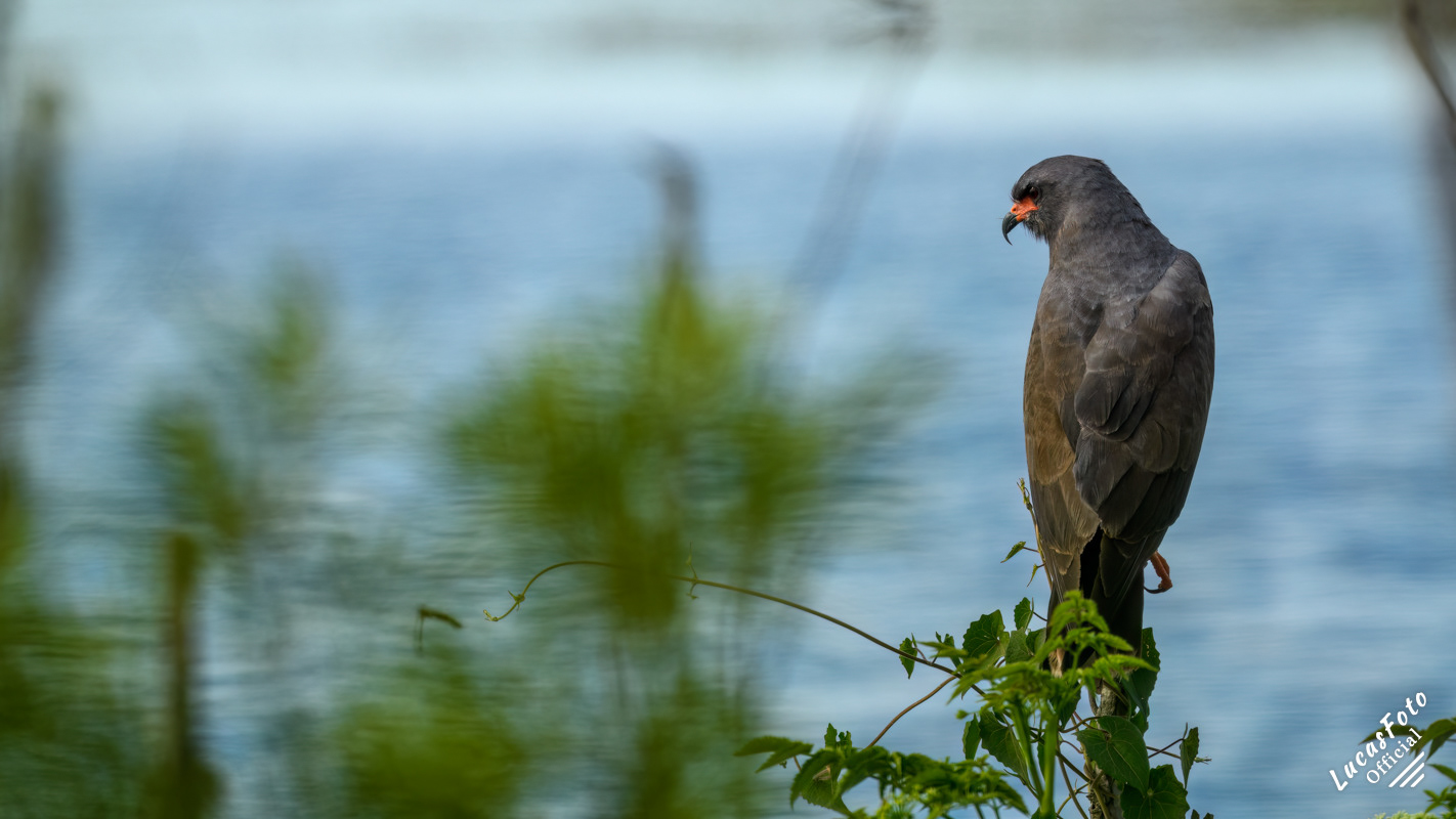 Snail Kite