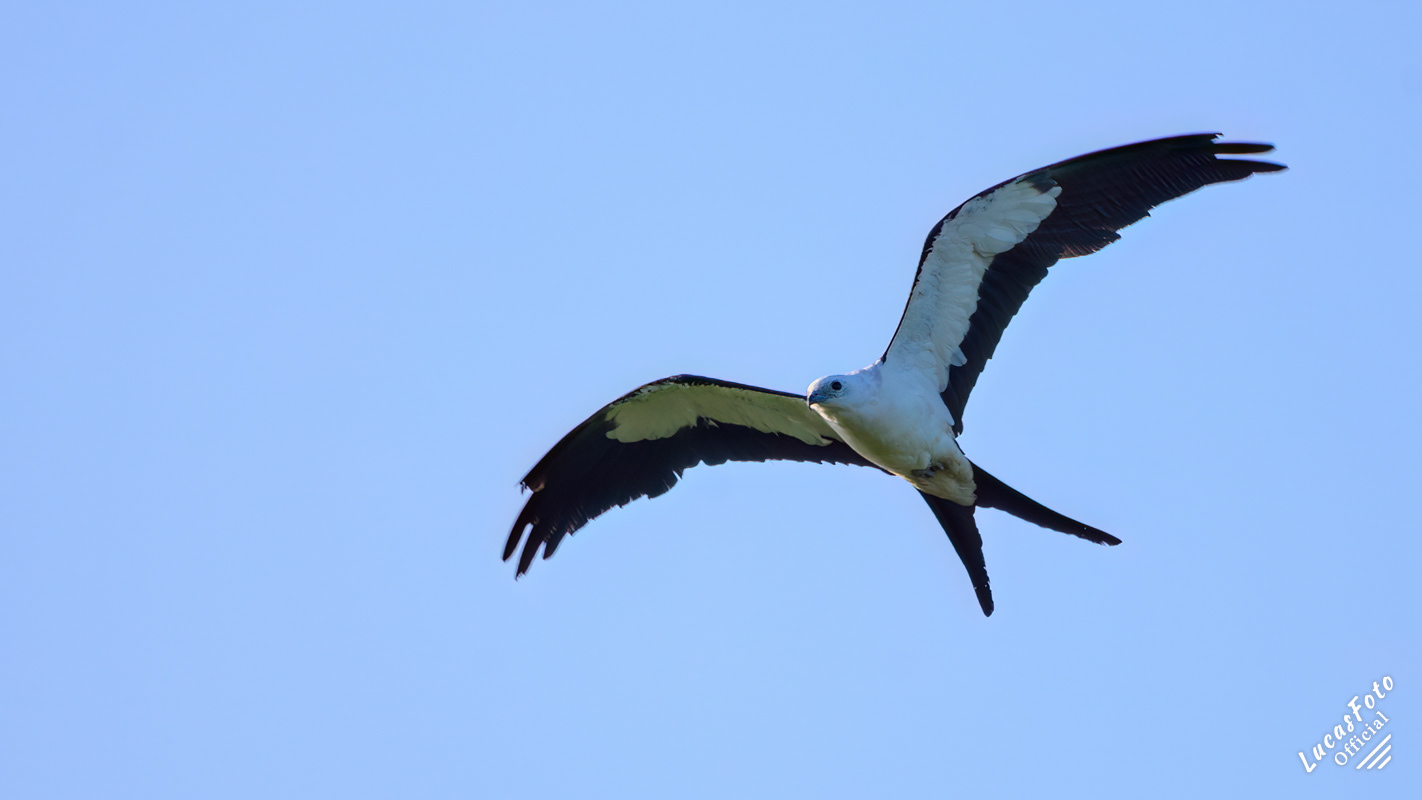 Swallow-tailed Kite