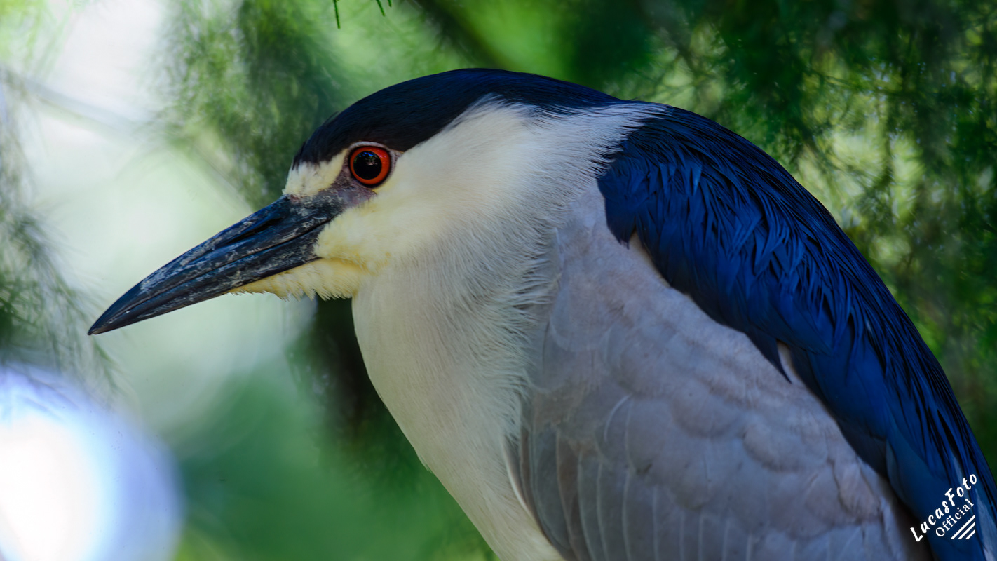Black-crowned Night Heron