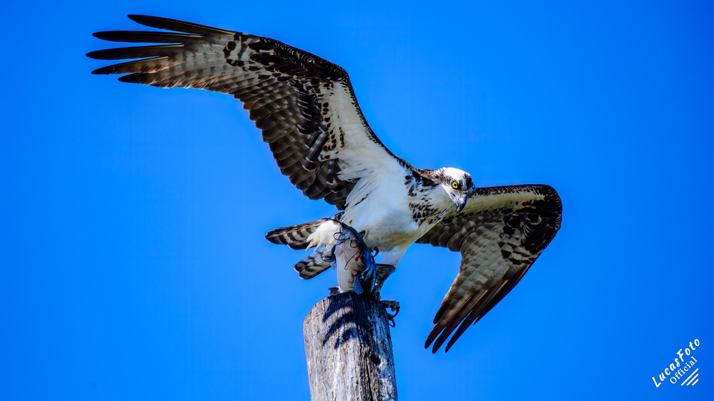 Osprey