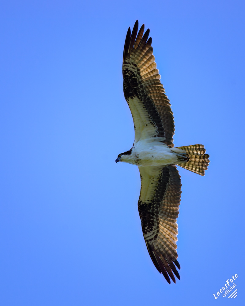 Osprey