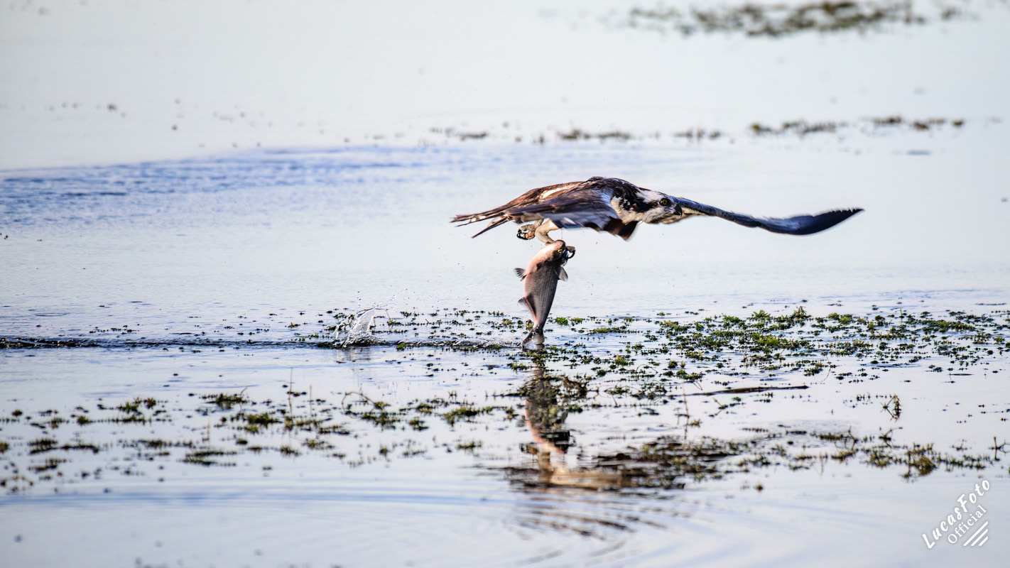 Osprey