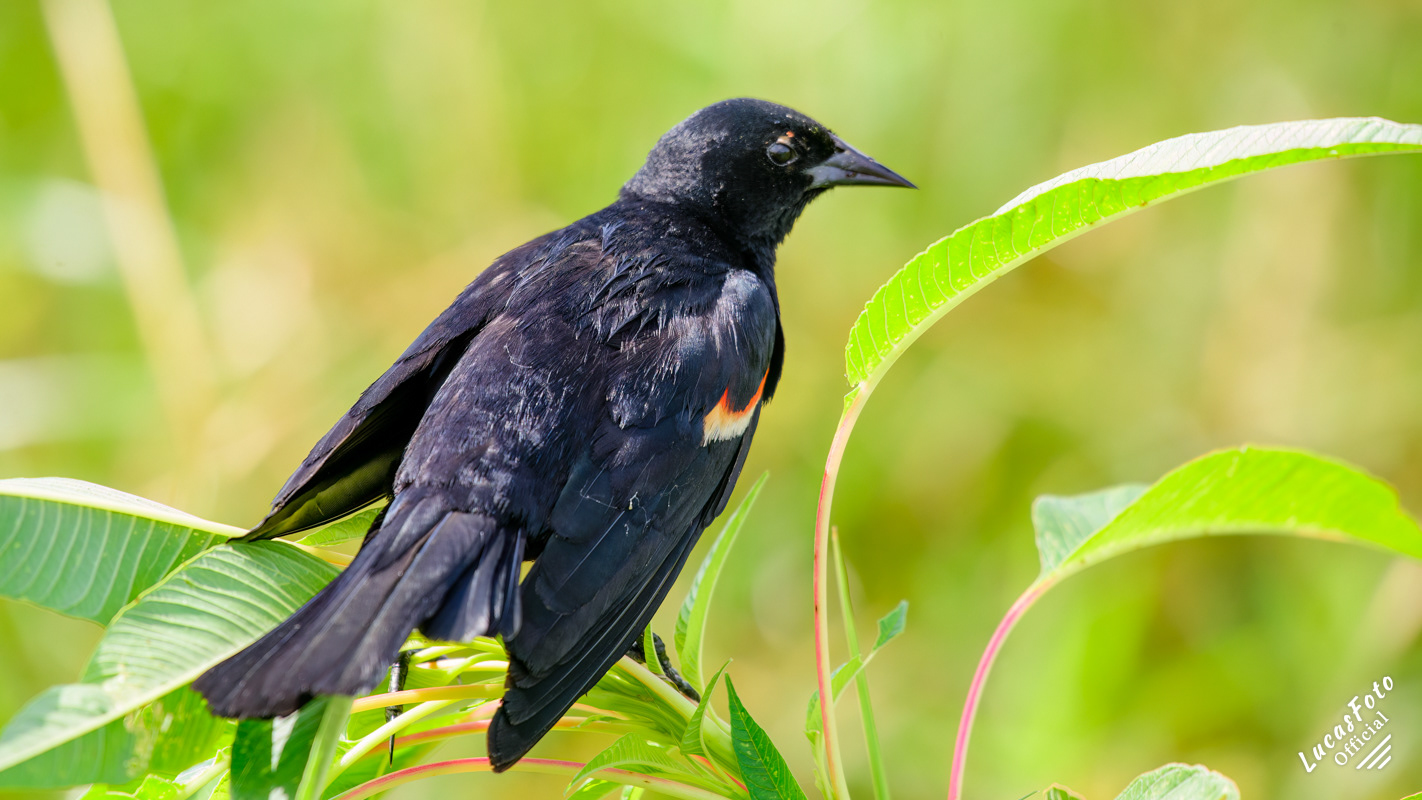 Red-winged Blackbird