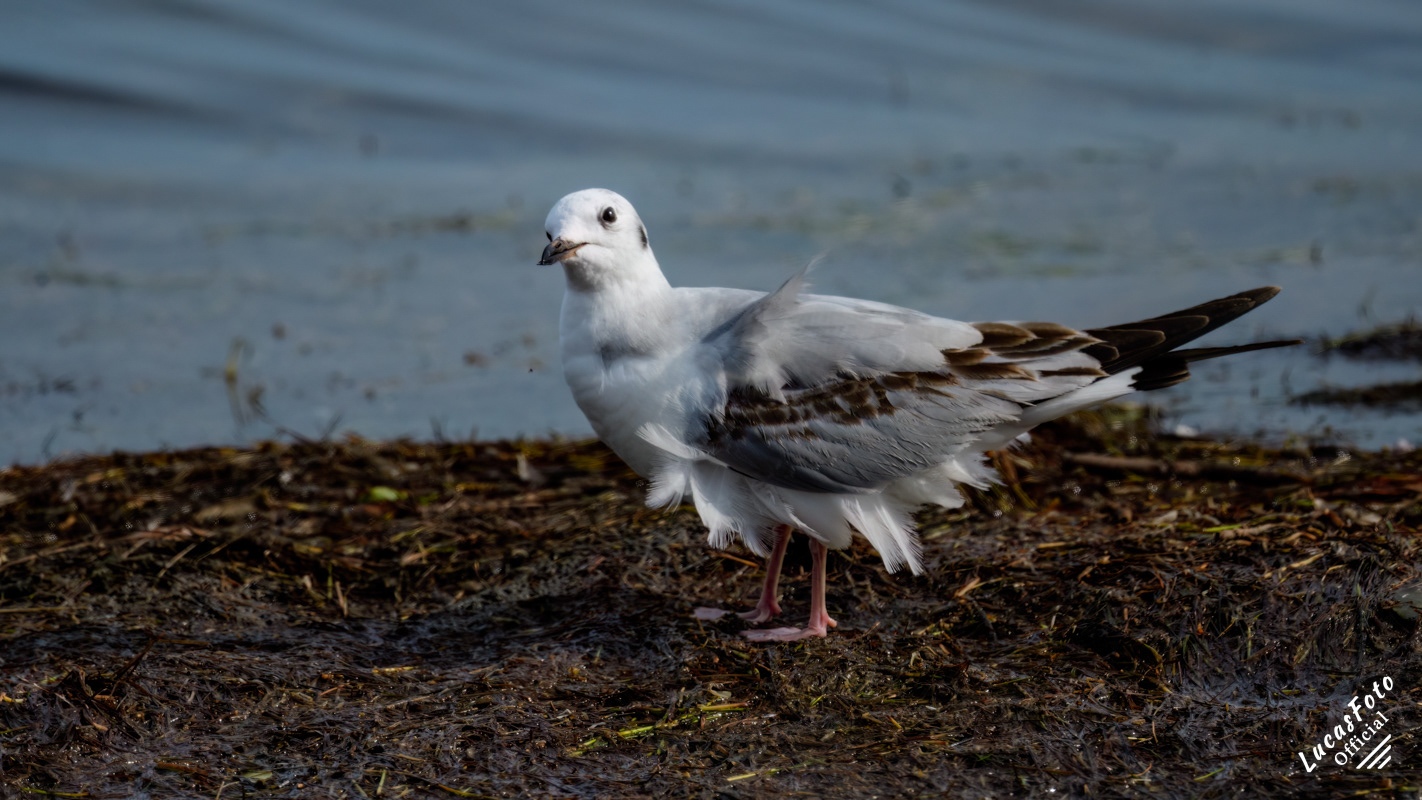 Bonaparte's Gull