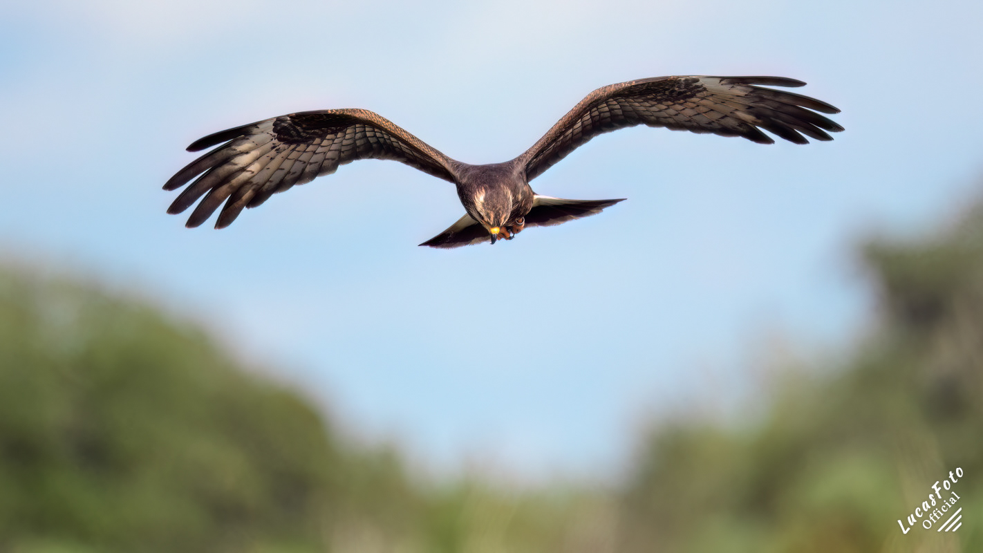 Snail Kite