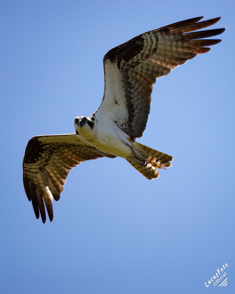 Osprey