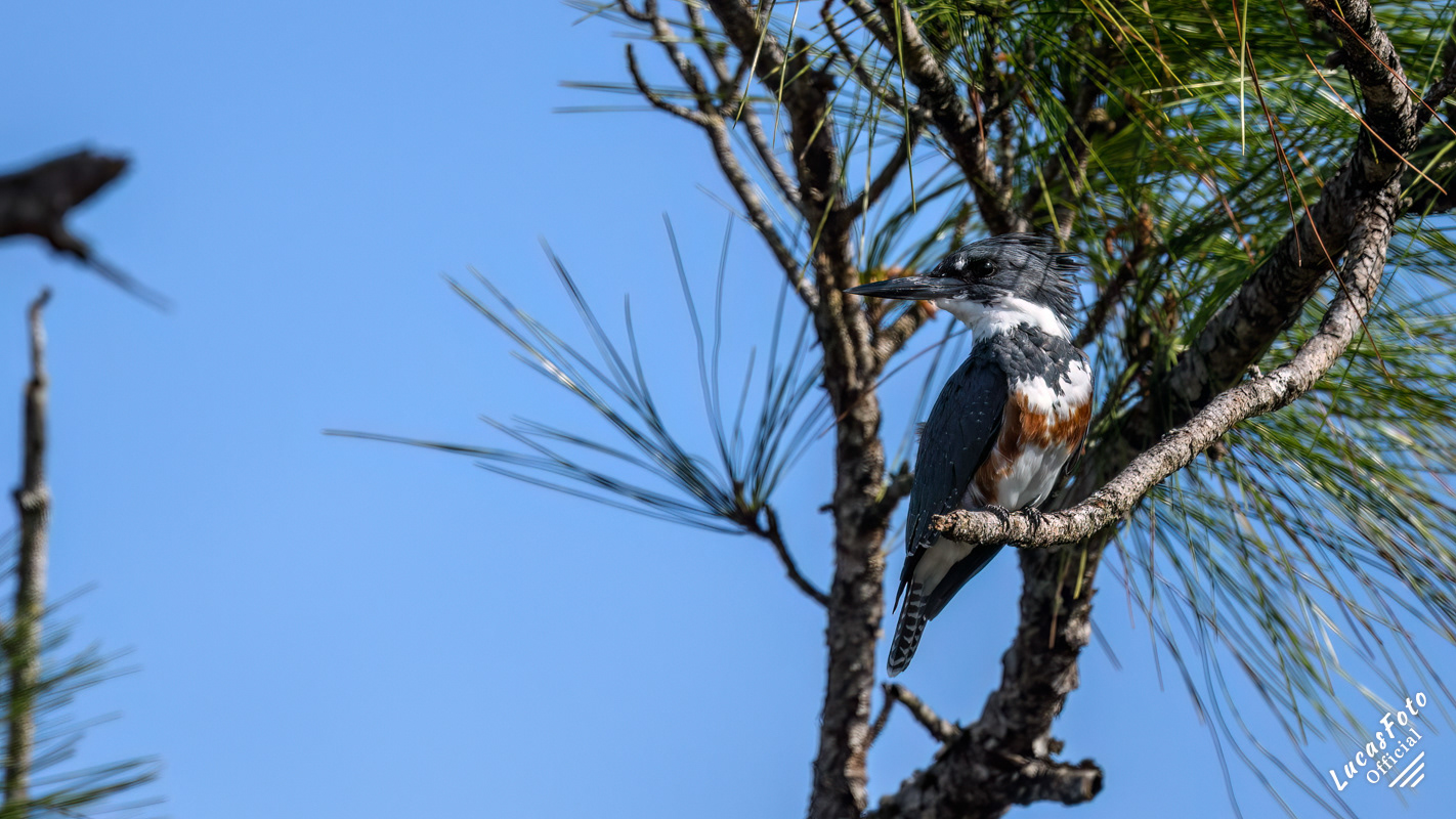 Belted Kingfisher