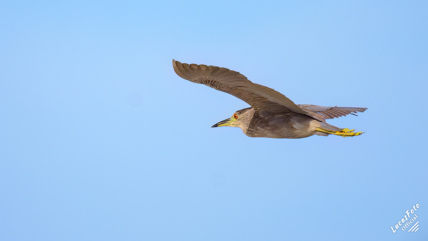 Black-crowned Night Heron