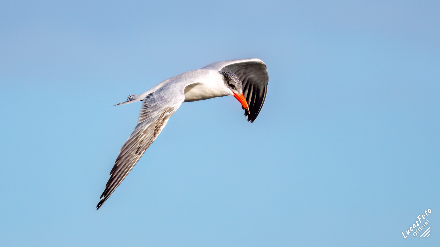 Caspian Tern