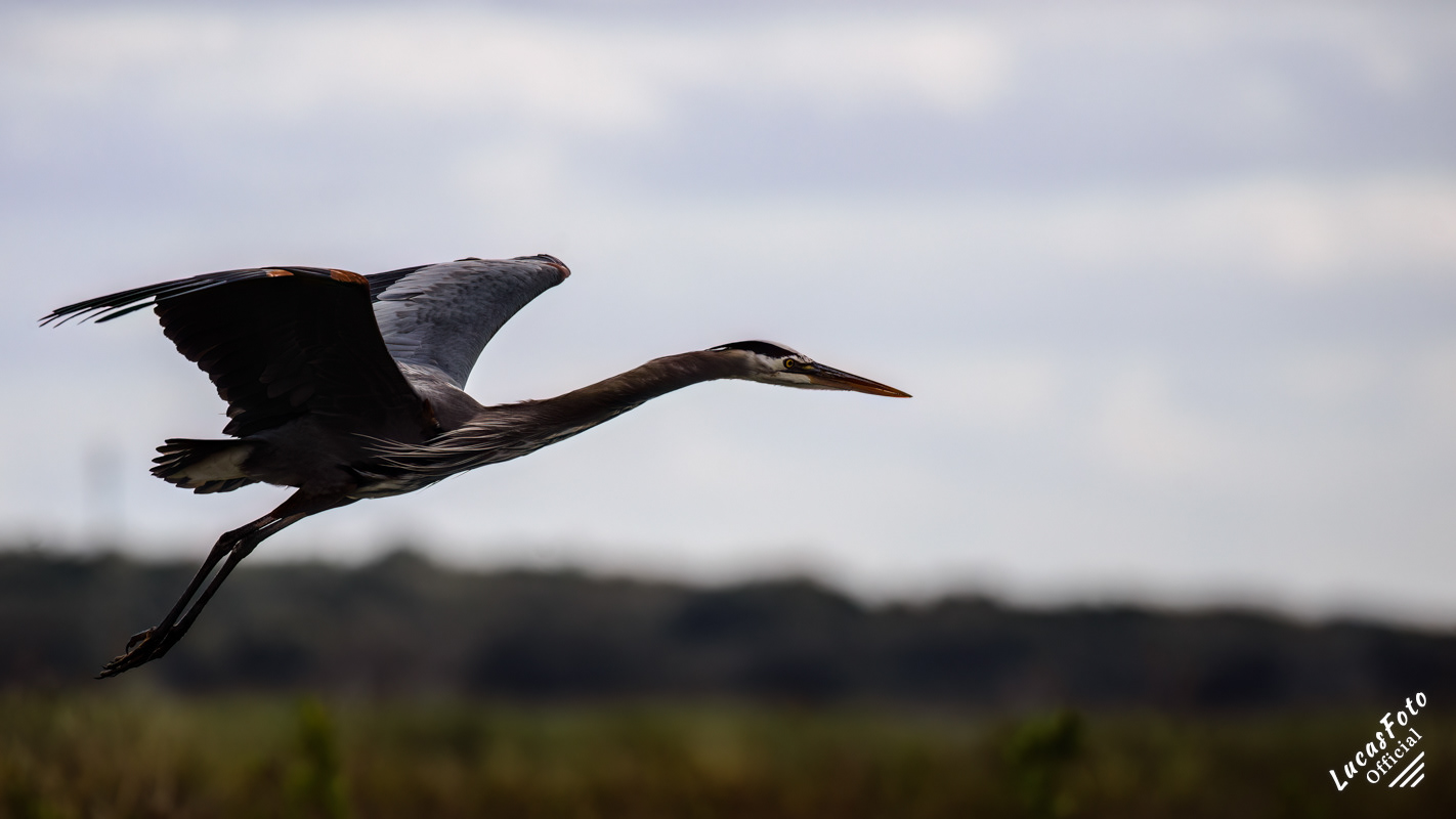 Great Blue Heron
