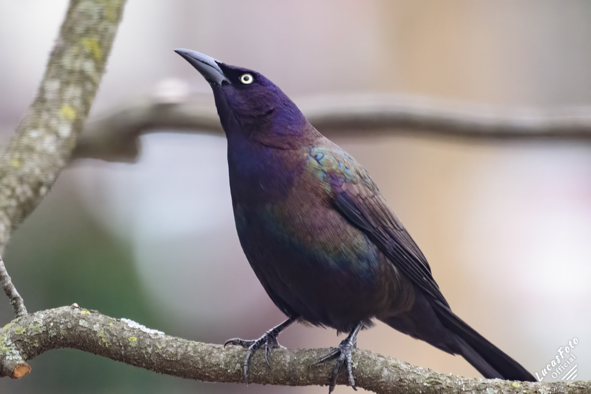 Common Grackle