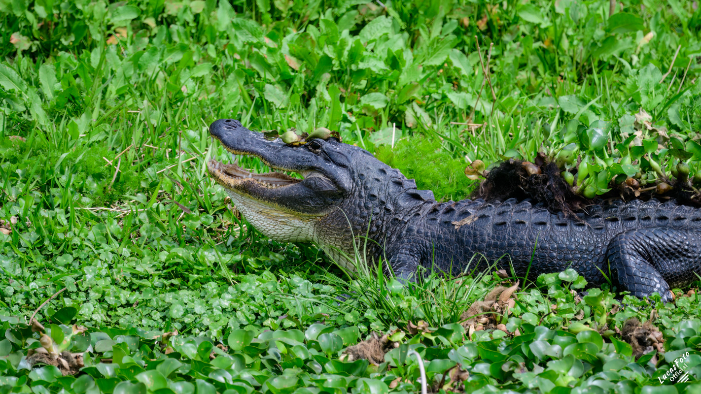 Alligator