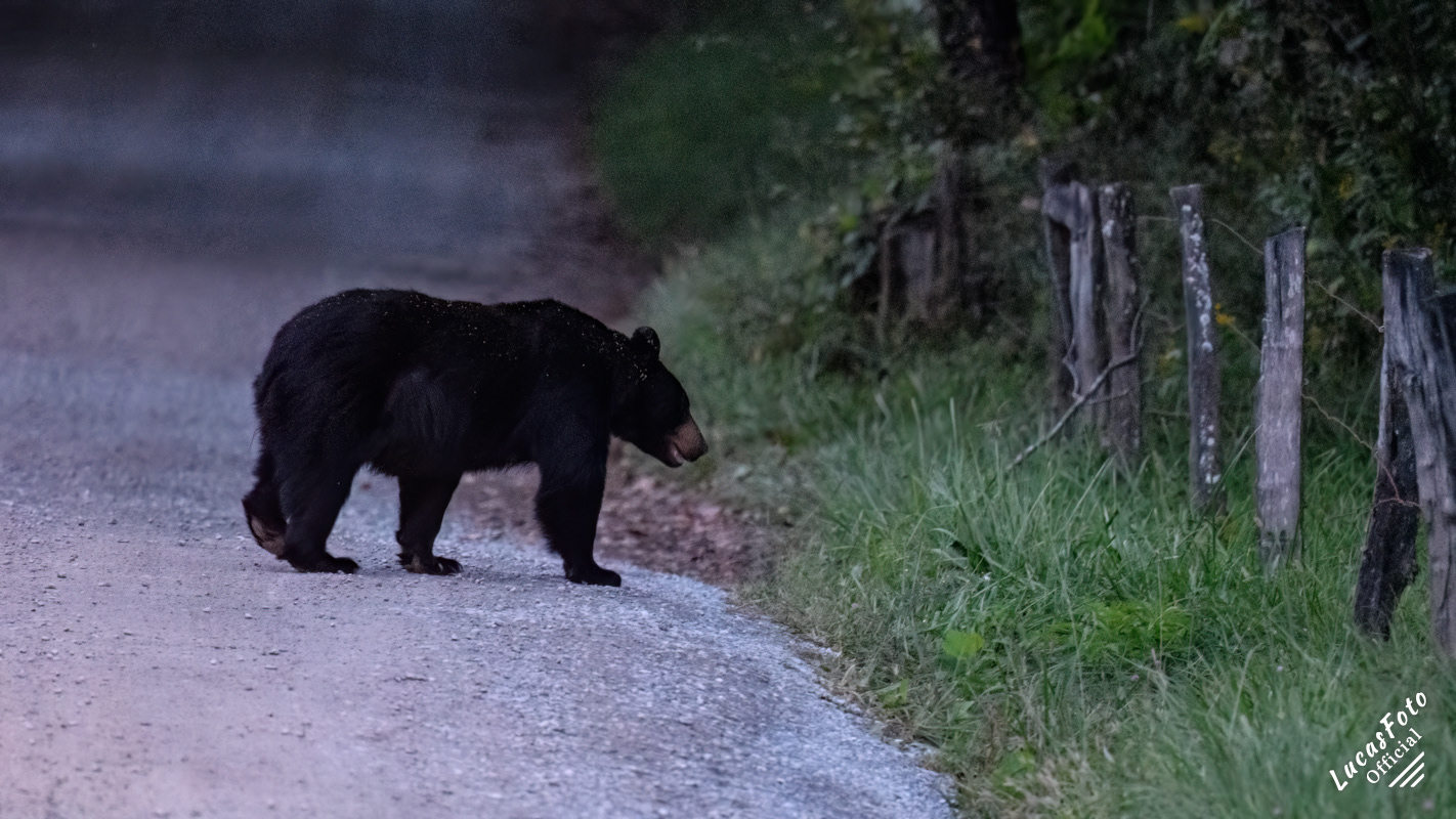 Black Bear