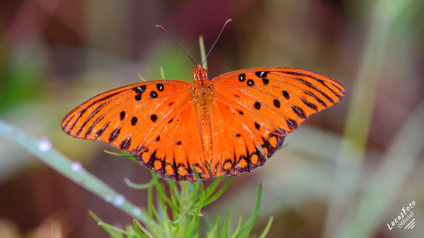 Gulf Fritillary