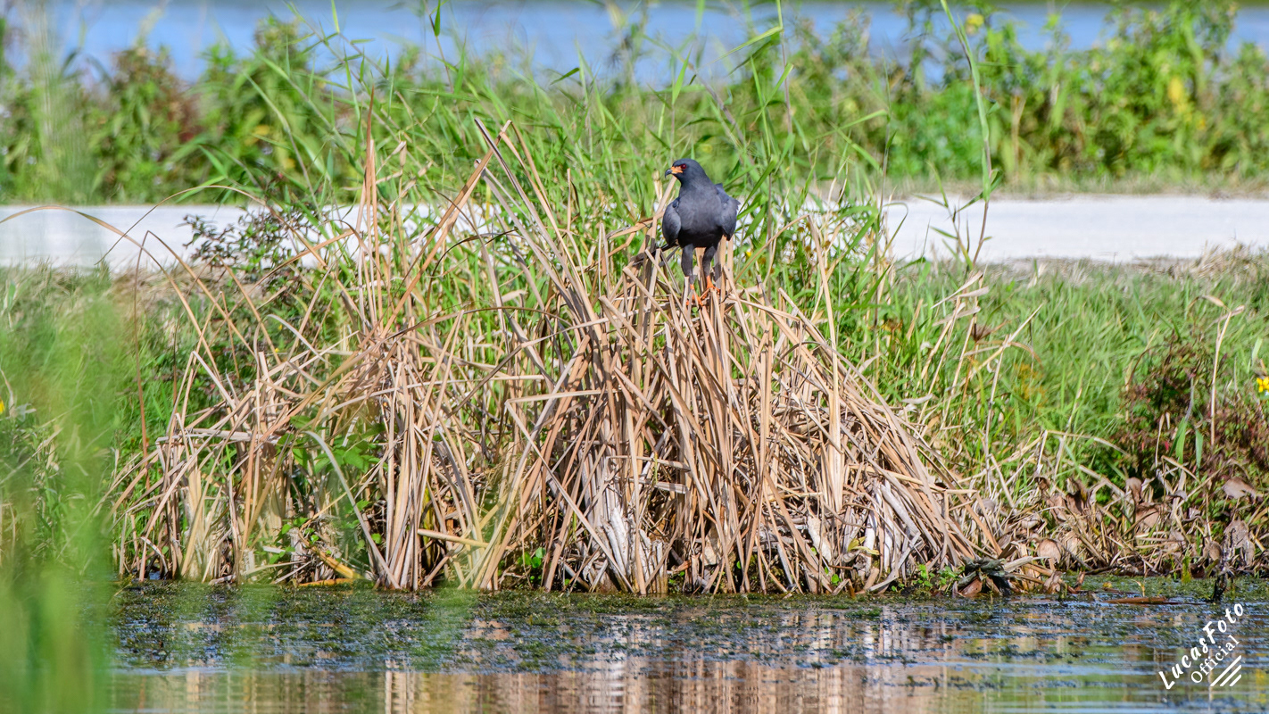 Snail Kite
