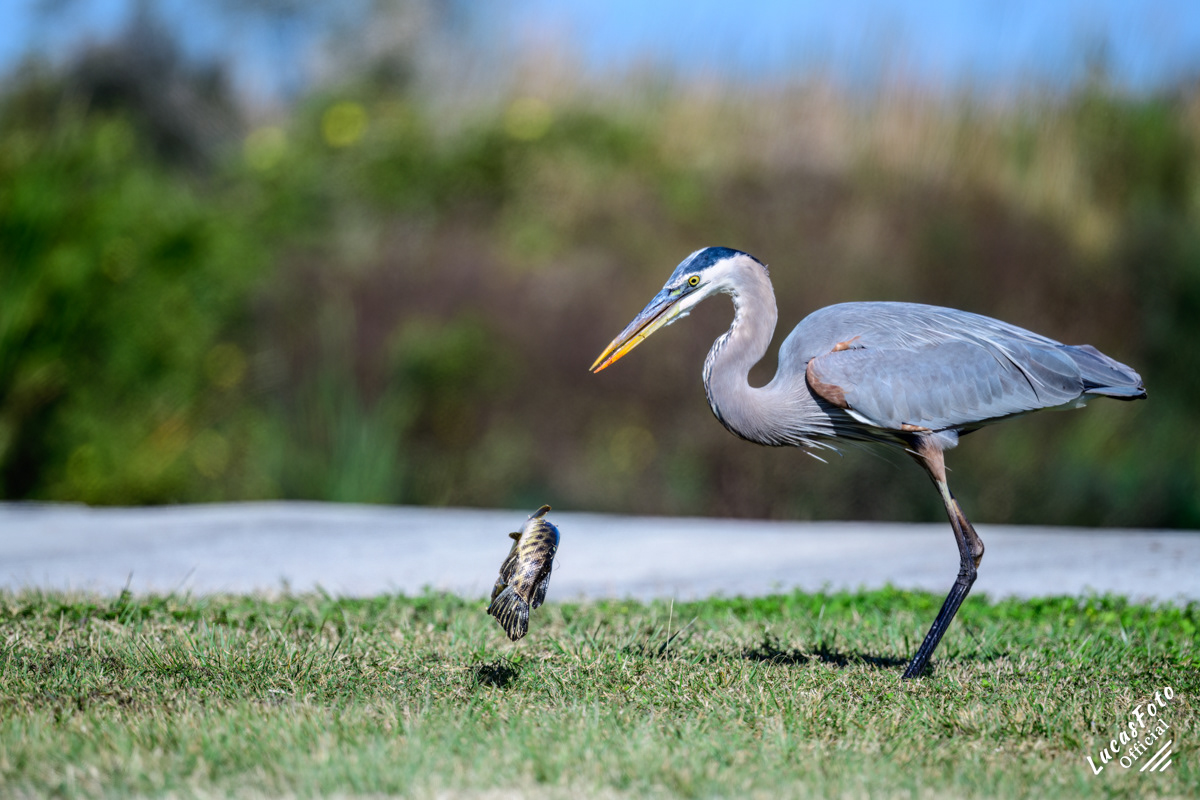 Great Blue Heron