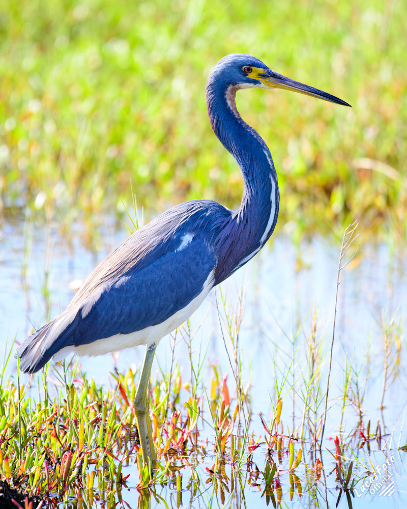 Tricolored Heron