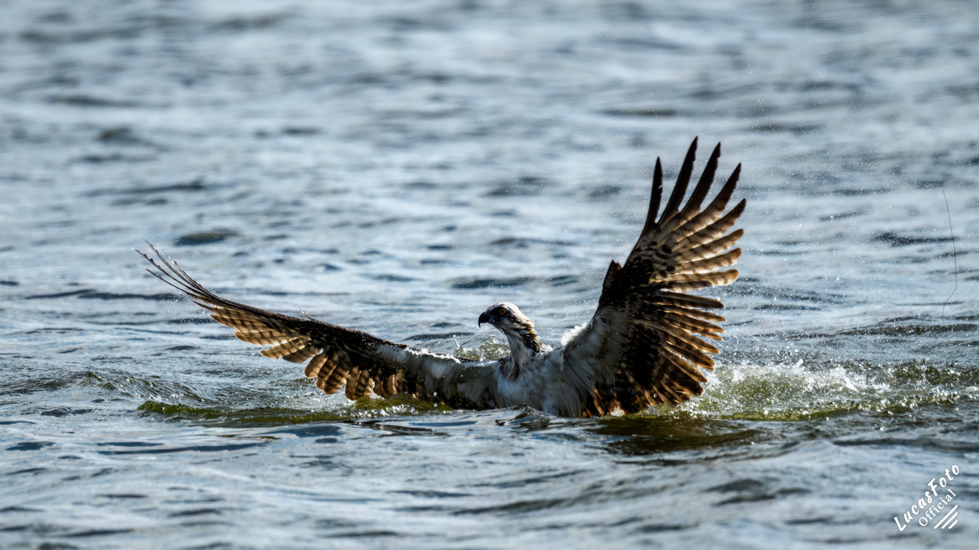 Osprey