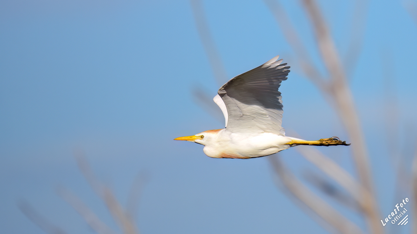 Cattle Egret