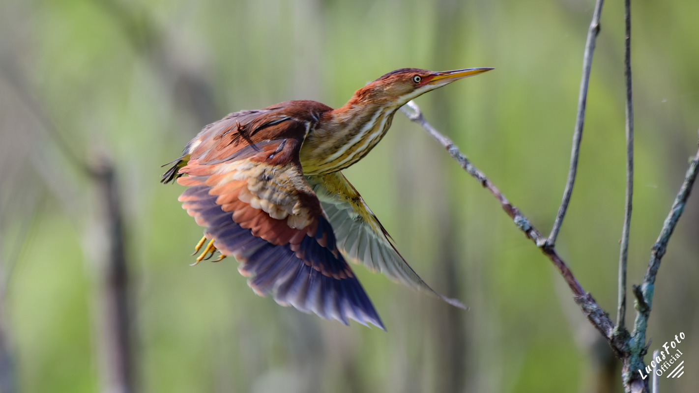 Least Bittern