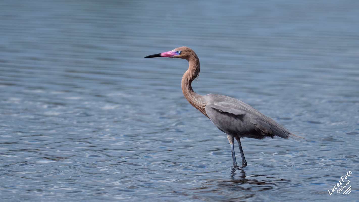 Reddish Egret