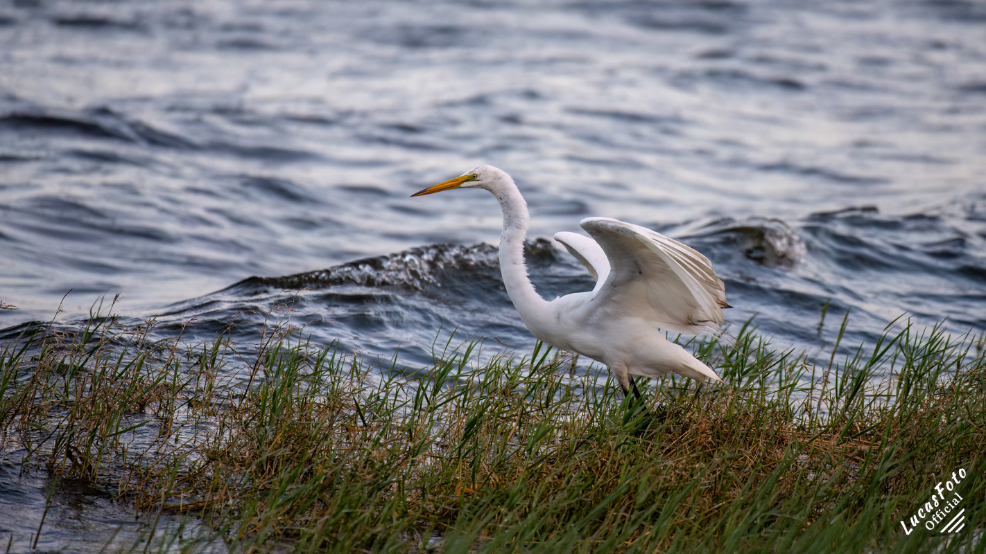 Great Egret