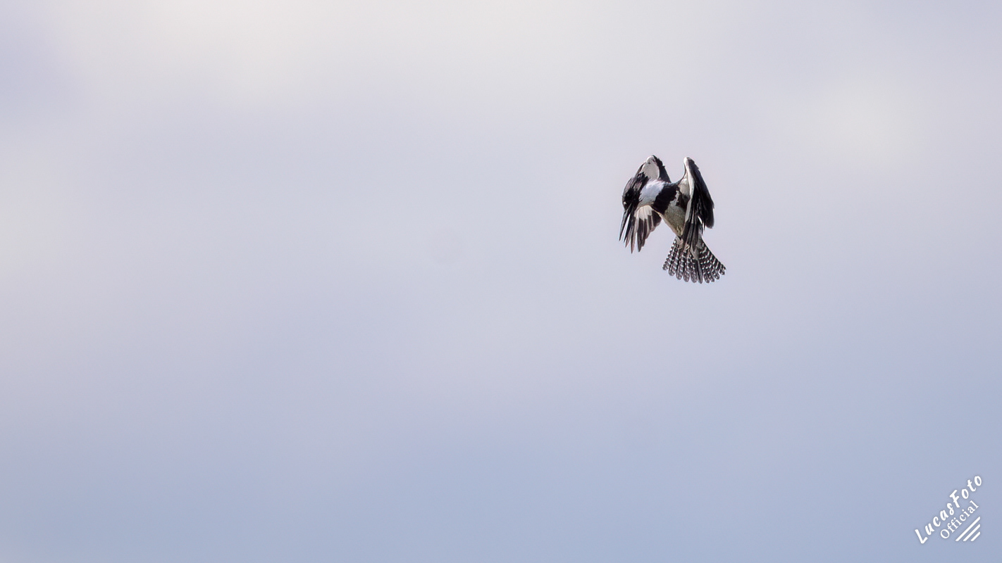 Belted Kingfisher