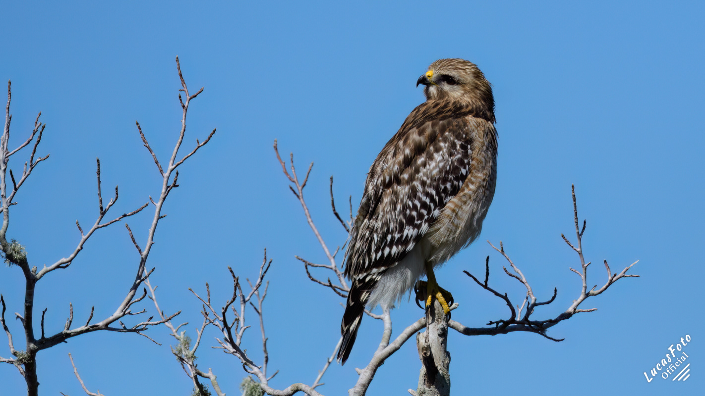 Red-shouldered Hawk