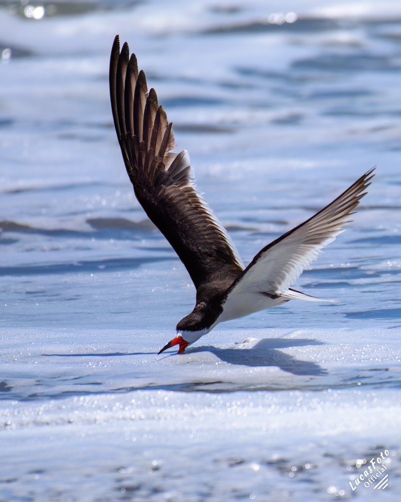 Black Skimmer